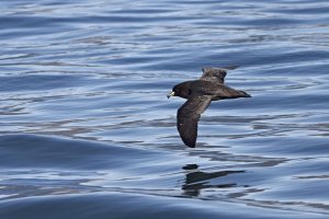 Westland Petrel