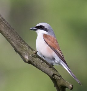 Red-backed Shrike