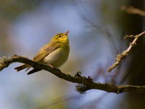 Wood Warbler