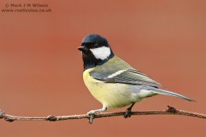 Great Tit