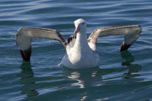 Wandering Albatross