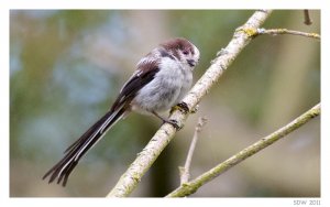 Long Tailed Tit