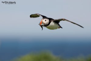 Puffin in flight