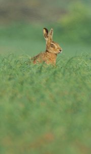 Eurasian Hare