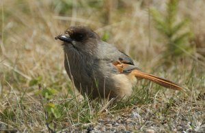 Siberian Jay