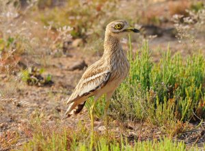 Stone Curlew