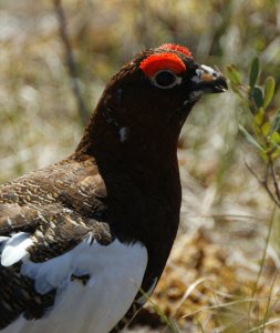 Willow Grouse