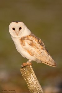 Barn Owl