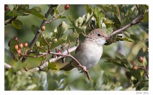 White Throat