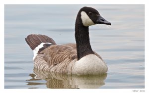 Canada Goose