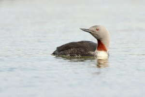 Diver looking Back!.