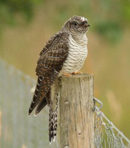 juv cuckoo