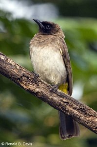 Common Bulbul UGANDA SER