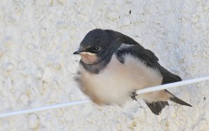 Newly fledged Swallow chick