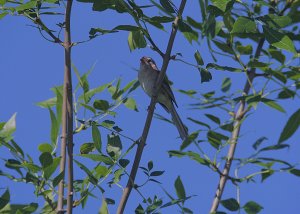Shy Field Sparrow