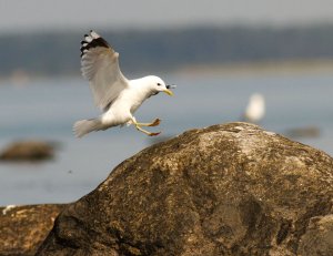 Common Gull