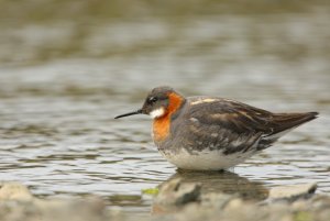 Red-necked Phalarope