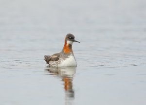 Red - Necked Phalarope