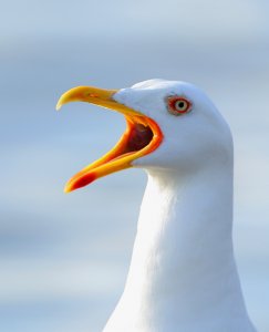 Lesser- Blackbacked Gull