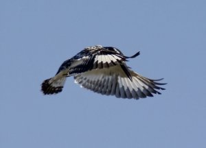 Pied Kingfisher