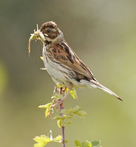 Feeding Bunting