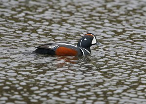 Dappled Duck!.