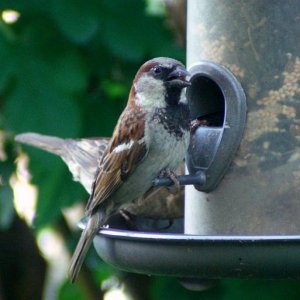 Resized Male House Sparrow pic