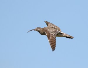 Whimbrel