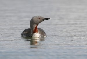 Red Throated Diver