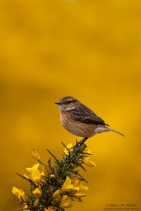 Female Stonechat