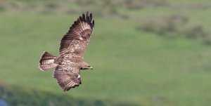 Buzzard