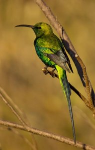 Male Malachite