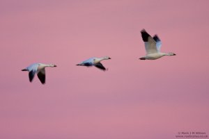 Last flight of the Snow Geese