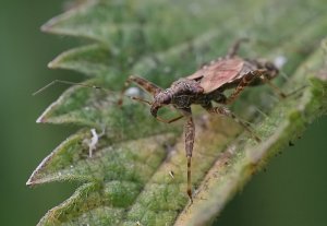 Ant Damsel Bug - Himacerus mirmicoides