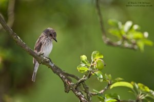 Spotted Flycatcher