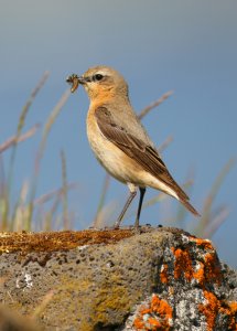 Wheatear