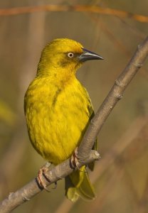 Cape Weaver