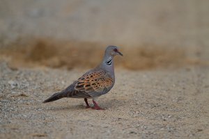 European Turtle Dove