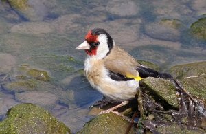 Goldfinch in his bathing pool