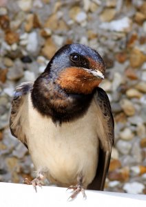 Thoughtful little Swallow.