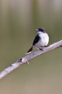 Eastern Kingbird