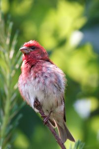 Purple Finch