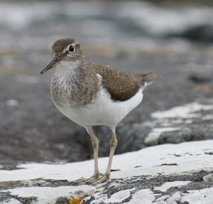 Common Sandpiper