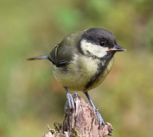 Great Tit