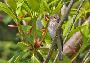 Spotted Flycatcher