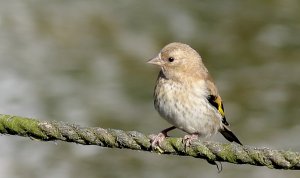 Young  Goldfinch
