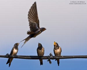 Begging youngsters