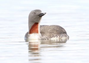 More Redthroated Diver