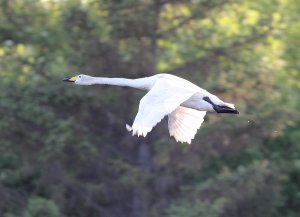 Whooper Swan