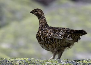 Rock Ptarmigan